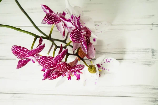 Ahşap beyaz zemin üzerine güzel çiçekler