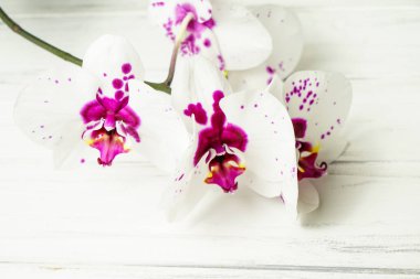 Ahşap beyaz zemin üzerine güzel çiçekler