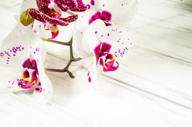 Ahşap beyaz zemin üzerine güzel çiçekler