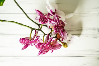Ahşap beyaz zemin üzerine güzel çiçekler