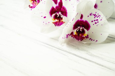 Ahşap beyaz zemin üzerine güzel çiçekler