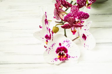 Orkide, doğanın güzelliği.