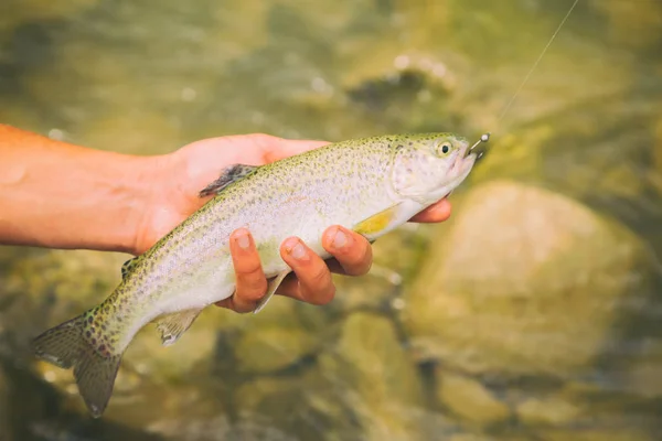 Trout fishing on a mountain river. Sport fishing. — Stock Photo, Image