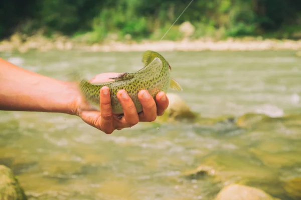 Pesca alla trota su un fiume di montagna. Pesca sportiva . — Foto Stock