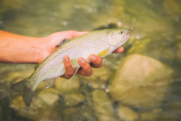 Trout fishing on a mountain river. Sport fishing. — Stock Photo, Image