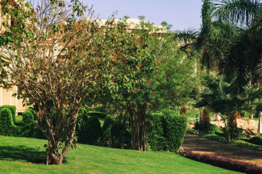 Bahçe ve peyzaj tasarımı. Güzel çiçekler ve çalılar.