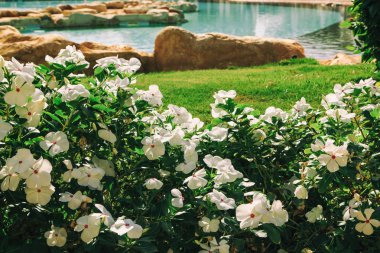 Bahçe ve peyzaj tasarımı. Güzel çiçekler ve çalılar.