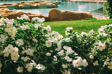 Bahçe ve peyzaj tasarımı. Güzel çiçekler ve çalılar.