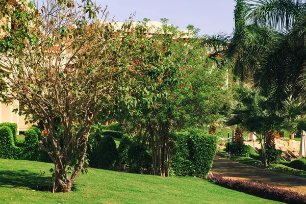 Jardim e paisagismo. Lindas flores e arbustos . — Fotografia de Stock