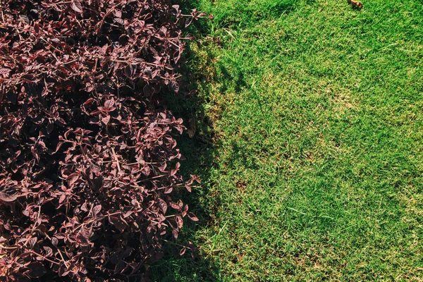 Jardim e paisagismo. Lindas flores e arbustos . — Fotografia de Stock