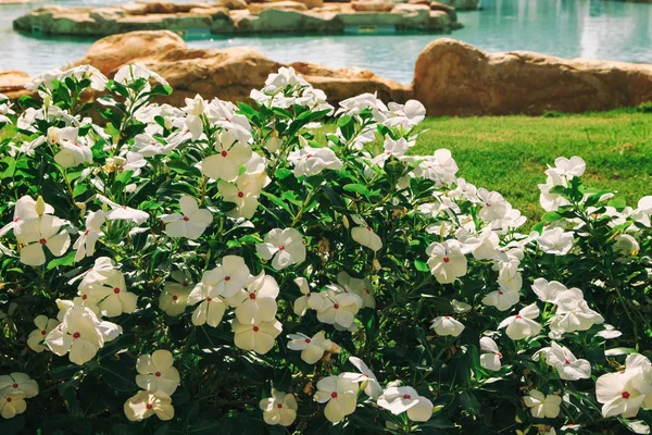 Bahçe ve peyzaj tasarımı. Güzel çiçekler ve çalılar.