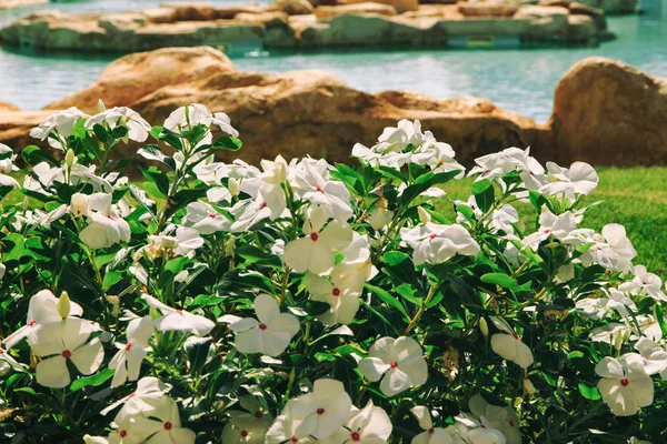 Bahçe ve peyzaj tasarımı. Güzel çiçekler ve çalılar.