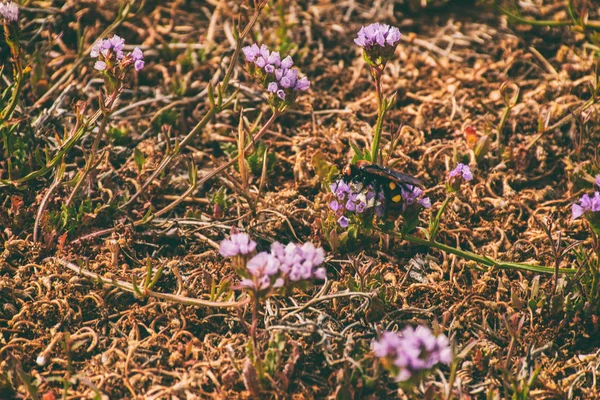 Deniz, kum ve taşları — Stok fotoğraf