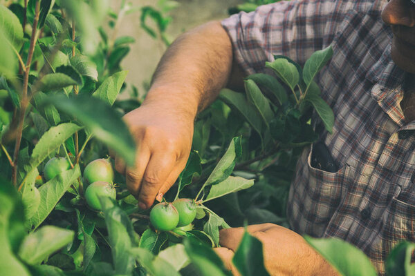 Care of the garden. Gardening