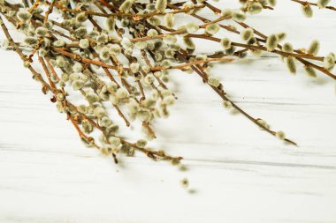 Beyaz bir arka planda söğüt dalları