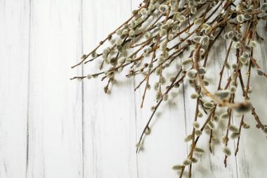 Beyaz bir arka planda söğüt dalları