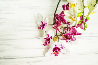 Ahşap beyaz zemin üzerine güzel çiçekler
