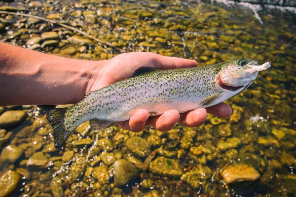 Alabalık balıkçılık Nehri üzerinde