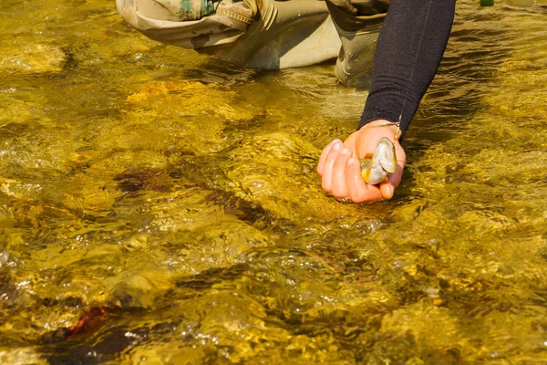 山川の鱒釣り — ストック写真