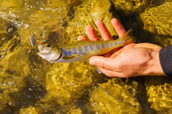 Pesca alla trota in un fiume di montagna — Foto Stock