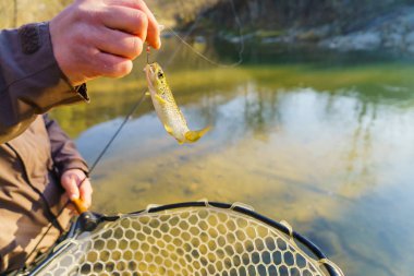 Bir balıkçı tarafından alabalık yakaladı
