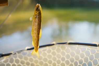 Bir balıkçı tarafından alabalık yakaladı