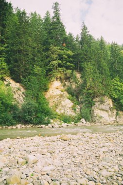 Muhteşem manzara, dağ nehir, yaban hayatı