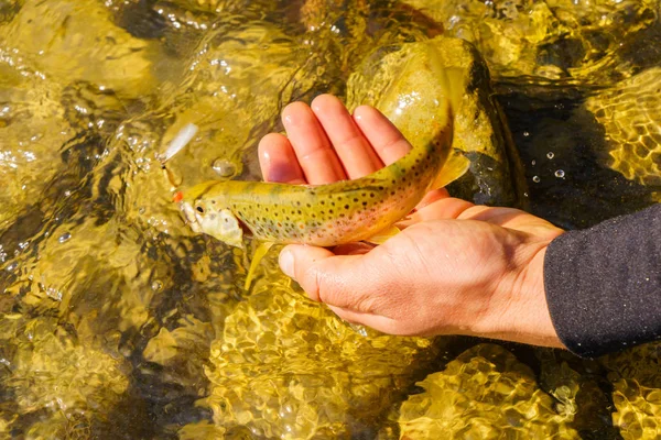 Trout fishing in a mountain river — Stock Photo, Image