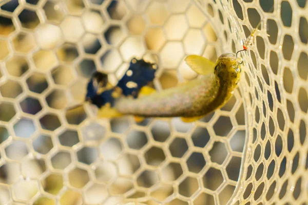 Forellen von einem Fischer gefangen — Stockfoto