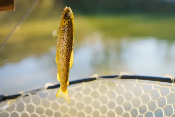 Trota pescata da un pescatore — Foto Stock