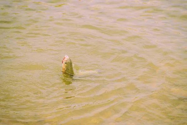Fiske vid floden berg. — Stockfoto