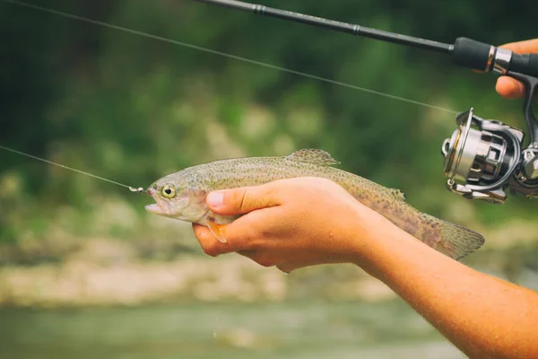 Trout fishing in a mountain river — Stock Photo, Image