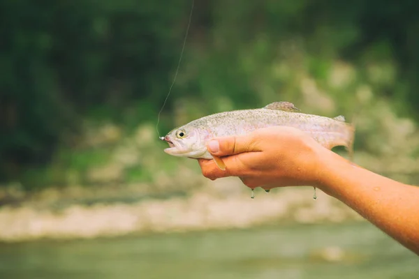 Forellenfischen in einem Gebirgsfluss — Stockfoto