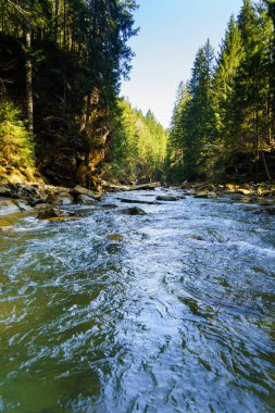 Muhteşem dağ nehir ve orman manzarası
