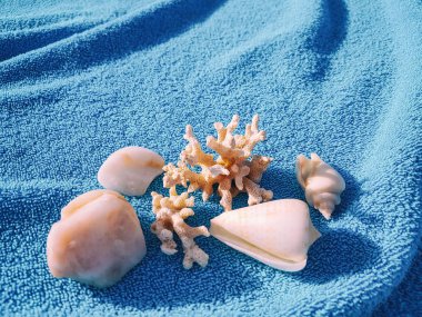 kabukları ve mercan kum üzerinde