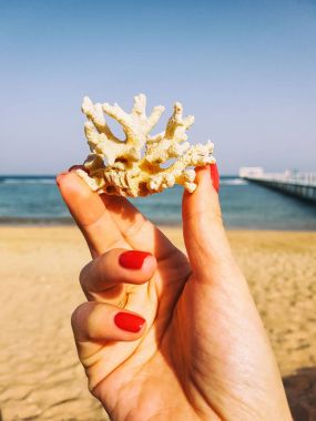 kabukları ve mercan kum üzerinde