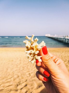 kabukları ve mercan kum üzerinde