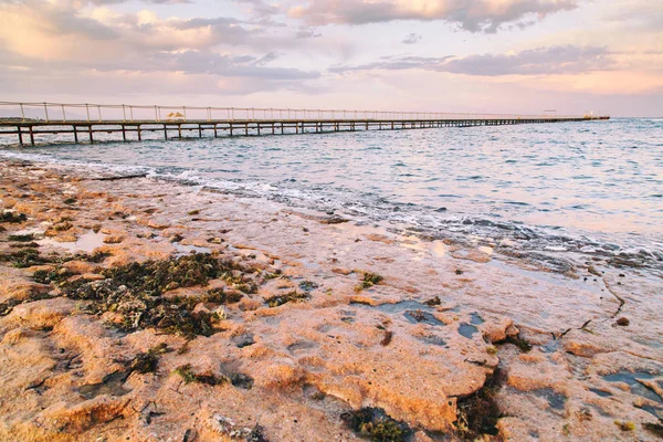 Snäckor och koraller vid havet — Stockfoto