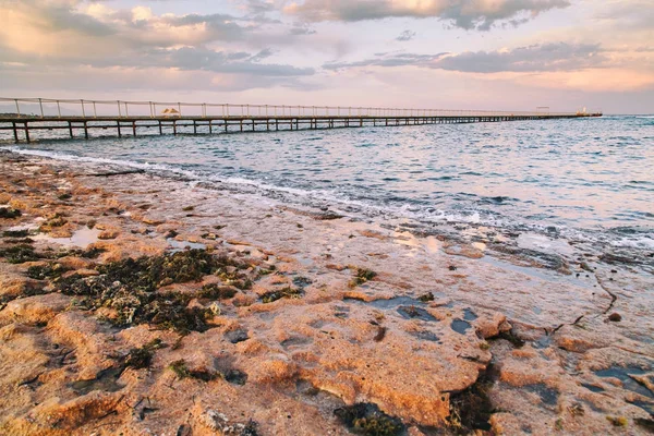 Snäckor och koraller vid havet — Stockfoto