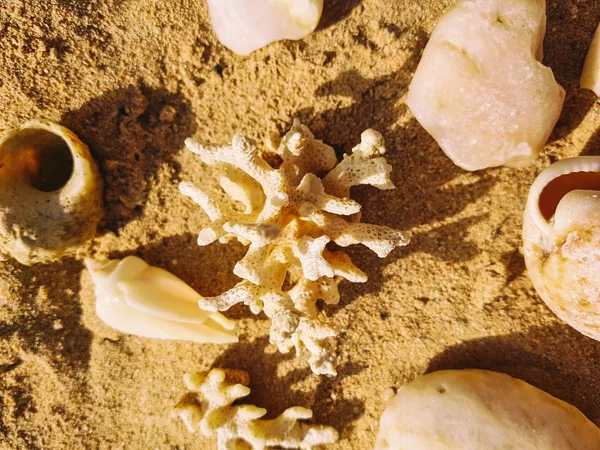 Shells and corals on sand — Stock Photo, Image
