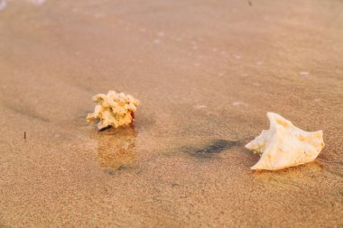 güzel Kızıldeniz, doğanın güzelliği.
