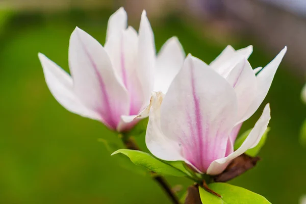 Kwiaty magnolii, piękno przyrody. — Zdjęcie stockowe