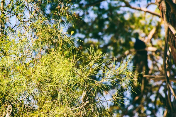 Ruínas em Creta — Fotografia de Stock