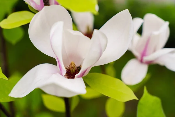 Fleurs de Magnolia, la beauté de la nature . — Photo