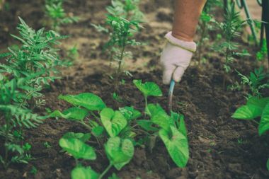 Bahçede sebze yetiştiriyorum.