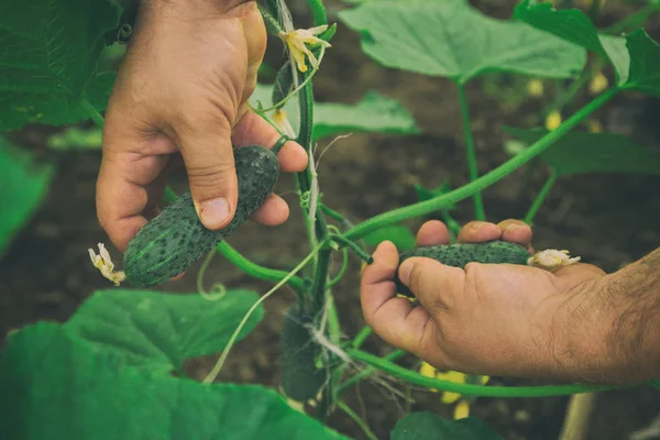 Bahçede sebze yetiştiriyorum.