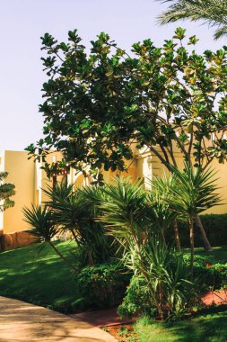 Güzel mimari ve Bahçe planlama