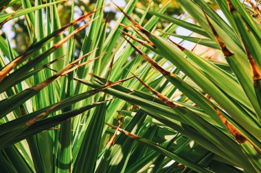 Güzel mimari ve Bahçe planlama