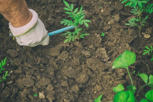 Gemüseanbau im Garten — Stockfoto