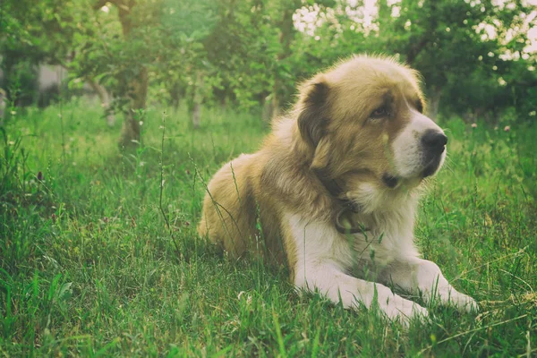 Alabai chien se trouve sur l'herbe . — Photo